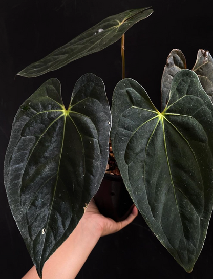 Anthurium papillilaminum X-one clone