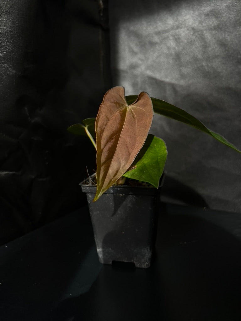 Anthurium dressleri x papillilaminum