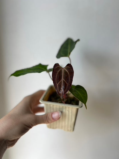 Anthurium 'HERA' (Besseae aff round form x Papillilaminum hybrid)