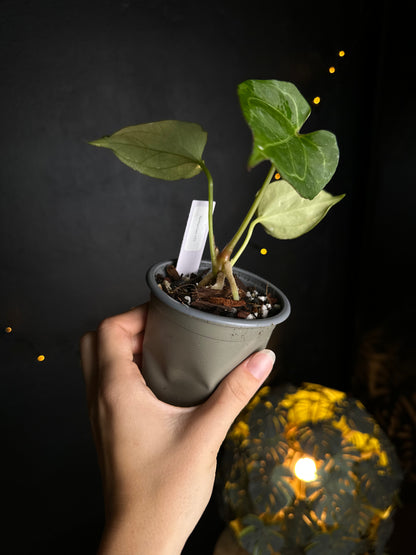 Anthurium King of Spades (KOS or HU) - size S