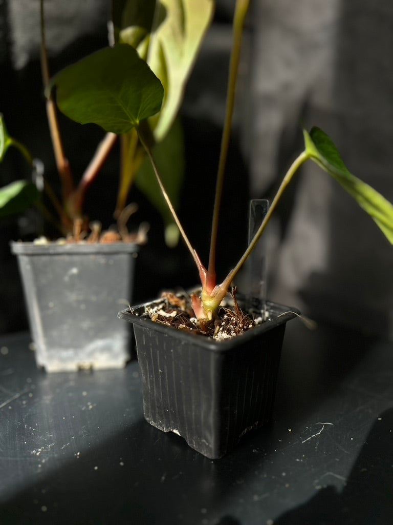 Anthurium carlablackiae hybrid