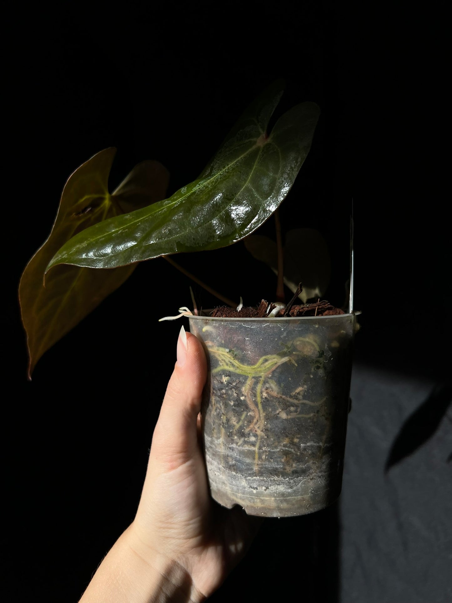 Anthurium papillilaminum X-one clone