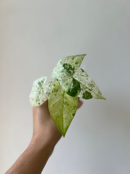 Alocasia macrorrhiza camouflage / splash