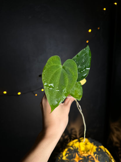 Anthurium crystallinum x dressleri - Midnight Garden (Hai)