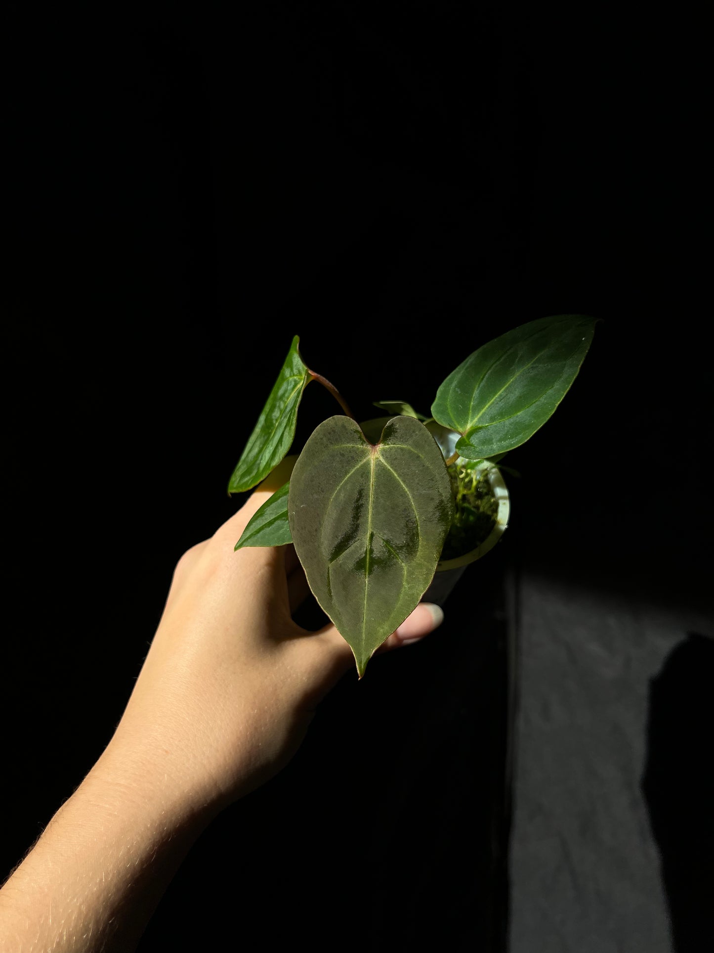 Anthurium papillilaminum seed