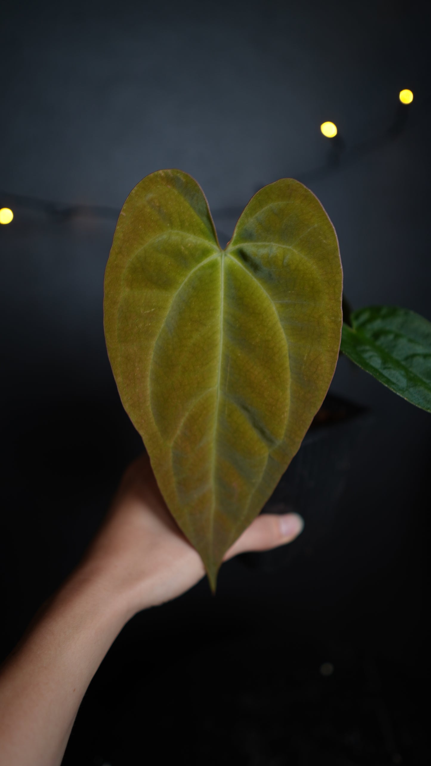 Anthurium 'JINBE' ('Dark Moon' x Papillilaminum)