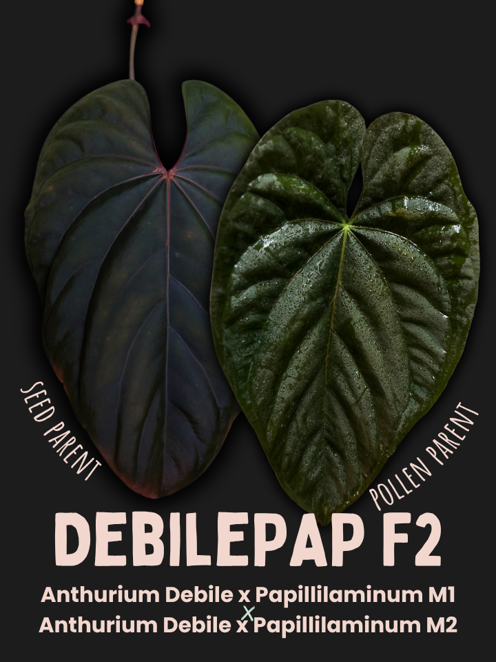 Anthurium Debile Papillilamineum M1 x Debile Papillilamineum M2