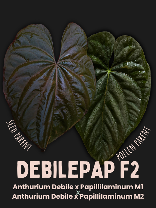 Anthurium Debile Papillilamineum M1 x Debile Papillilamineum M2