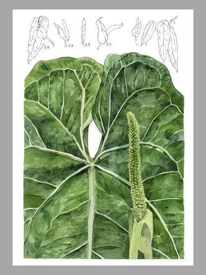 Illustration botanique Anthurium Warocqueanum - Young Botanist