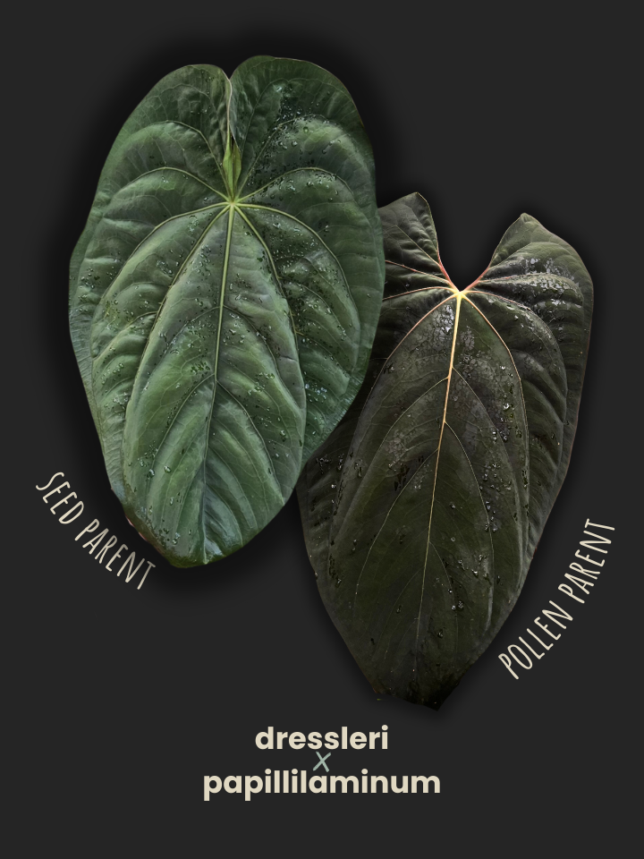 アンスリウムdressleri 現地株 アンスリウムdressleri 現地株