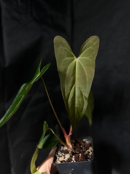 Anthurium carlablackiae hybrid