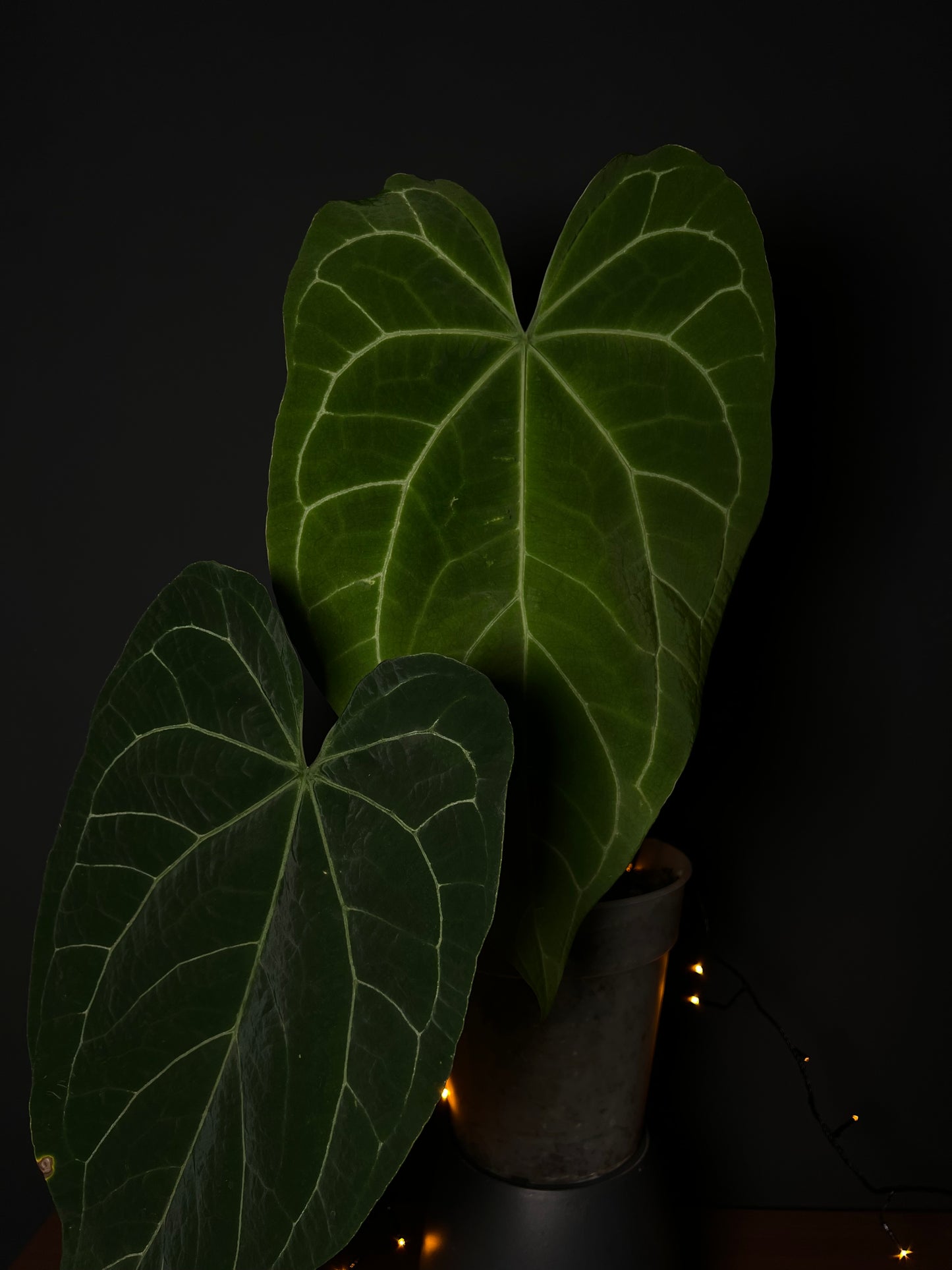 Anthurium 'JINBE' ('Dark Moon' x Papillilaminum)