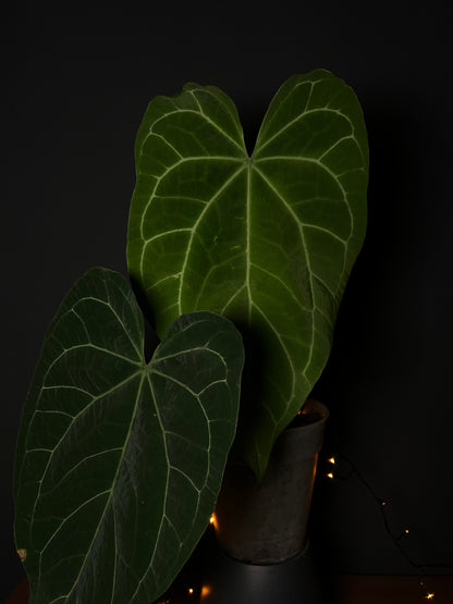 Anthurium 'JINBE' ('Dark Moon' x Papillilaminum)