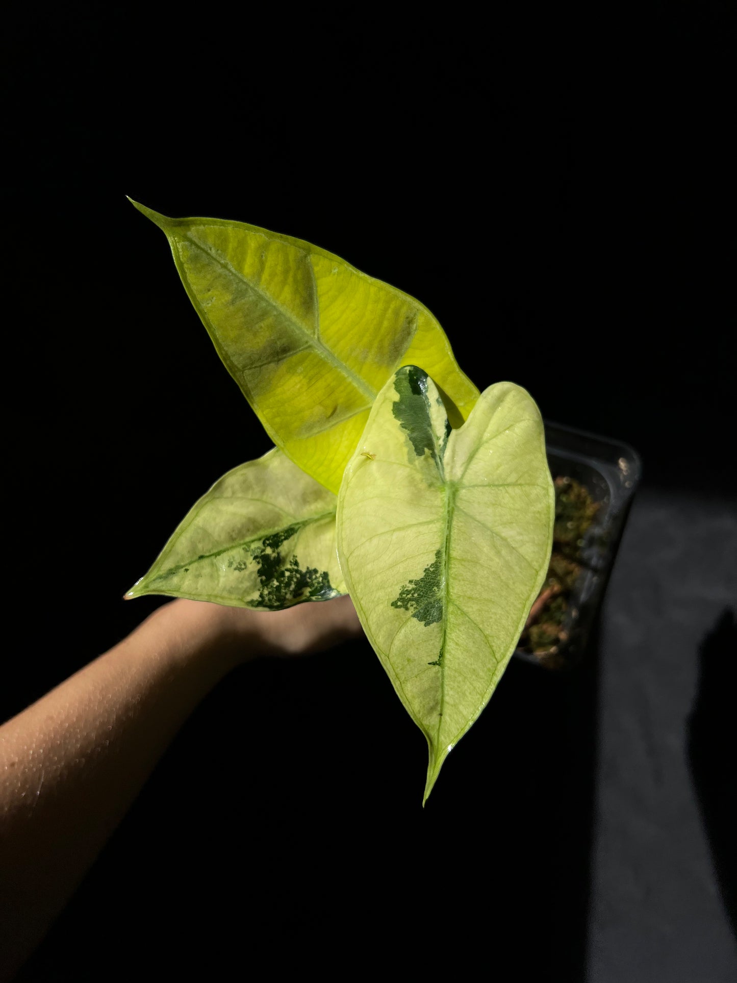 Alocasia Frydek (variegata)