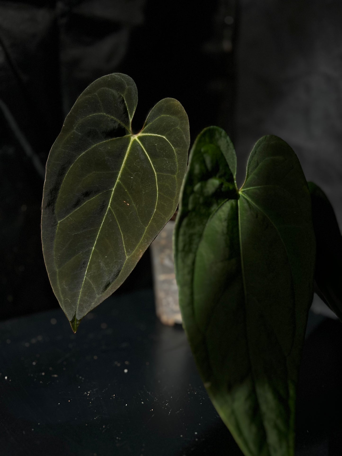 Anthurium Blue Papillilaminum (BP)