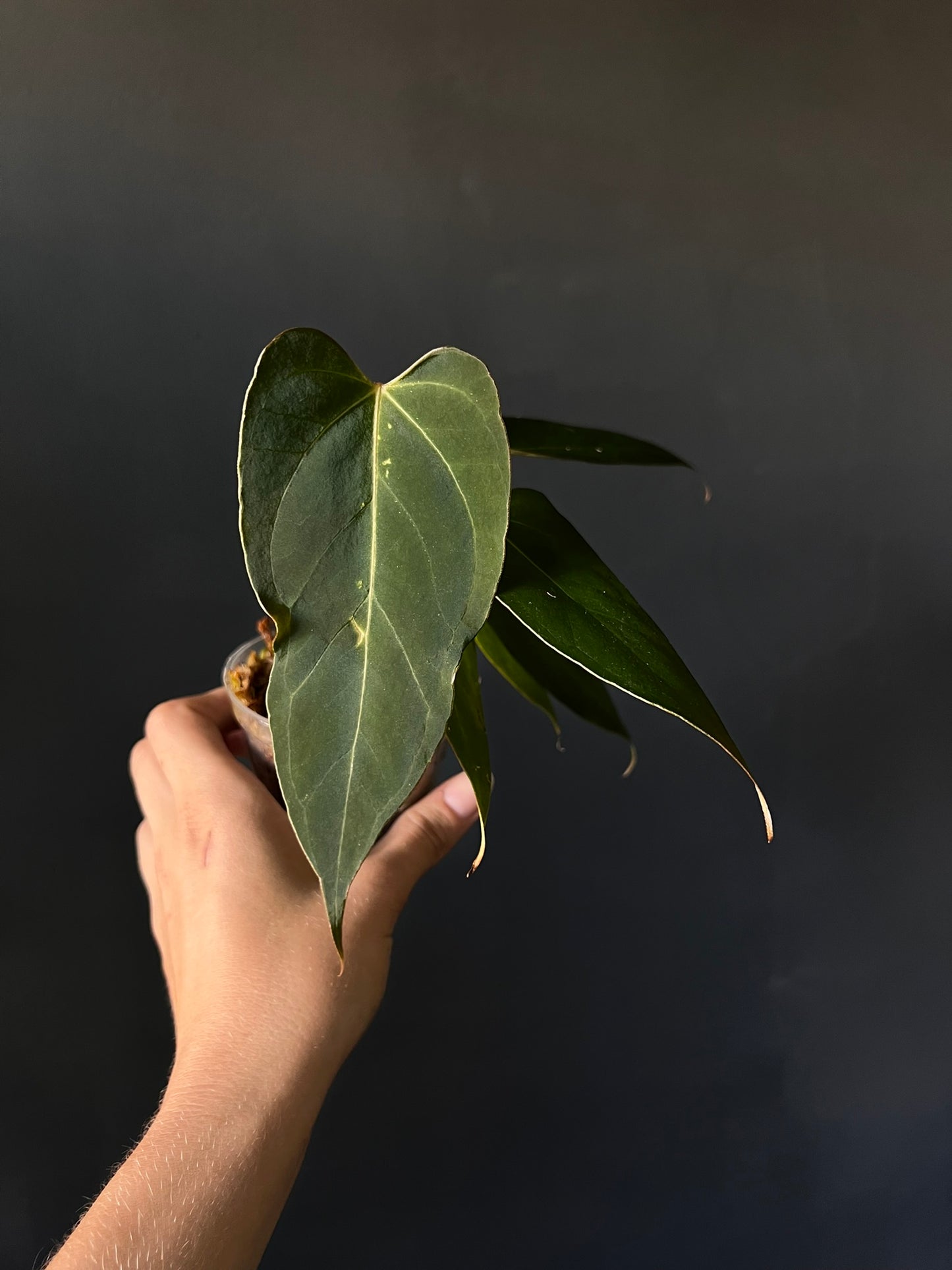 Anthurium 'Blacksweet' x Portillae