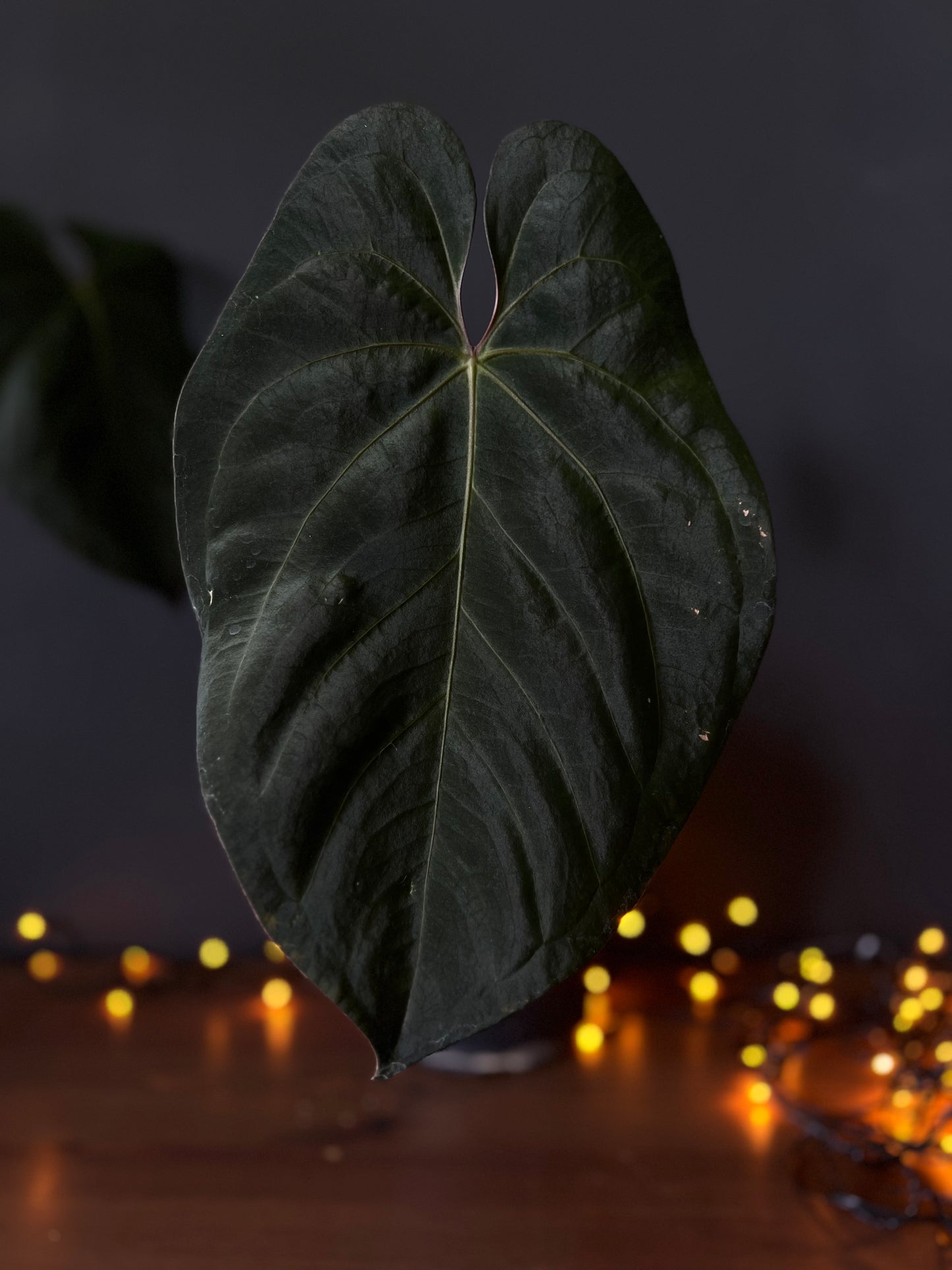 Seedling of Anthurium 'INOX' papillilaminum x dressleri hybrid