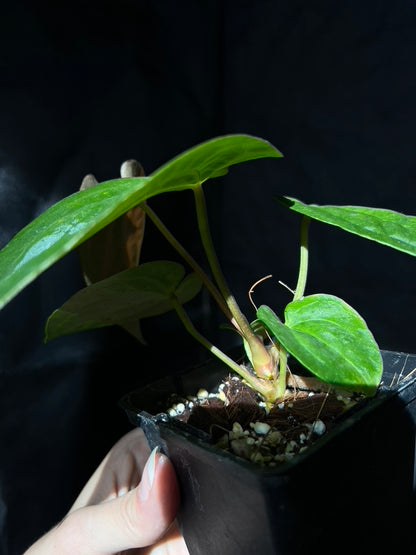 Anthurium dressleri x papillilaminum