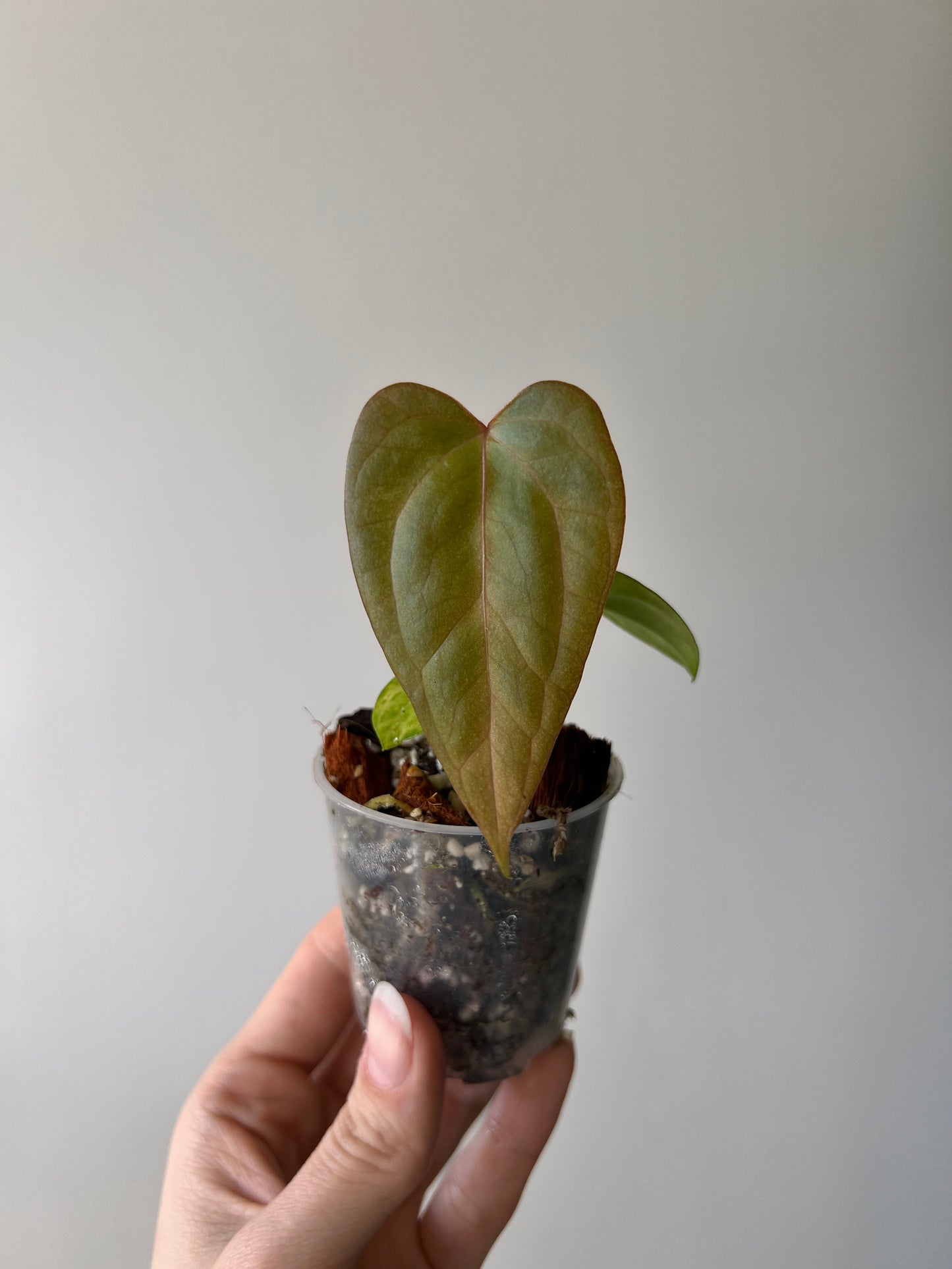 Seedling Anthurium Rhéa