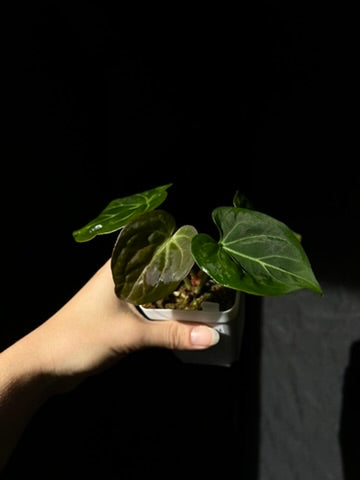 Anthurium (HU x Dorayaki) x self