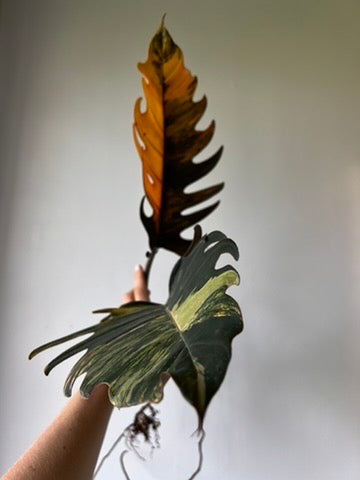 Philodendron caramel marble - Head cutting