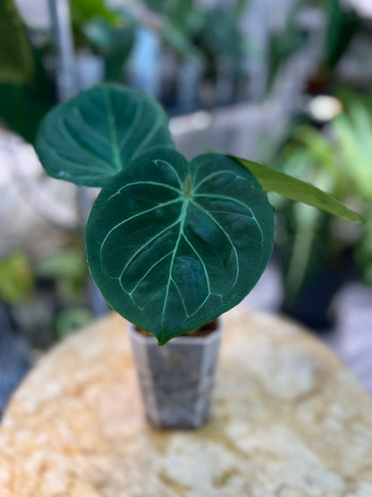 Anthurium King of Spaces (KOS ou HU) - taille M