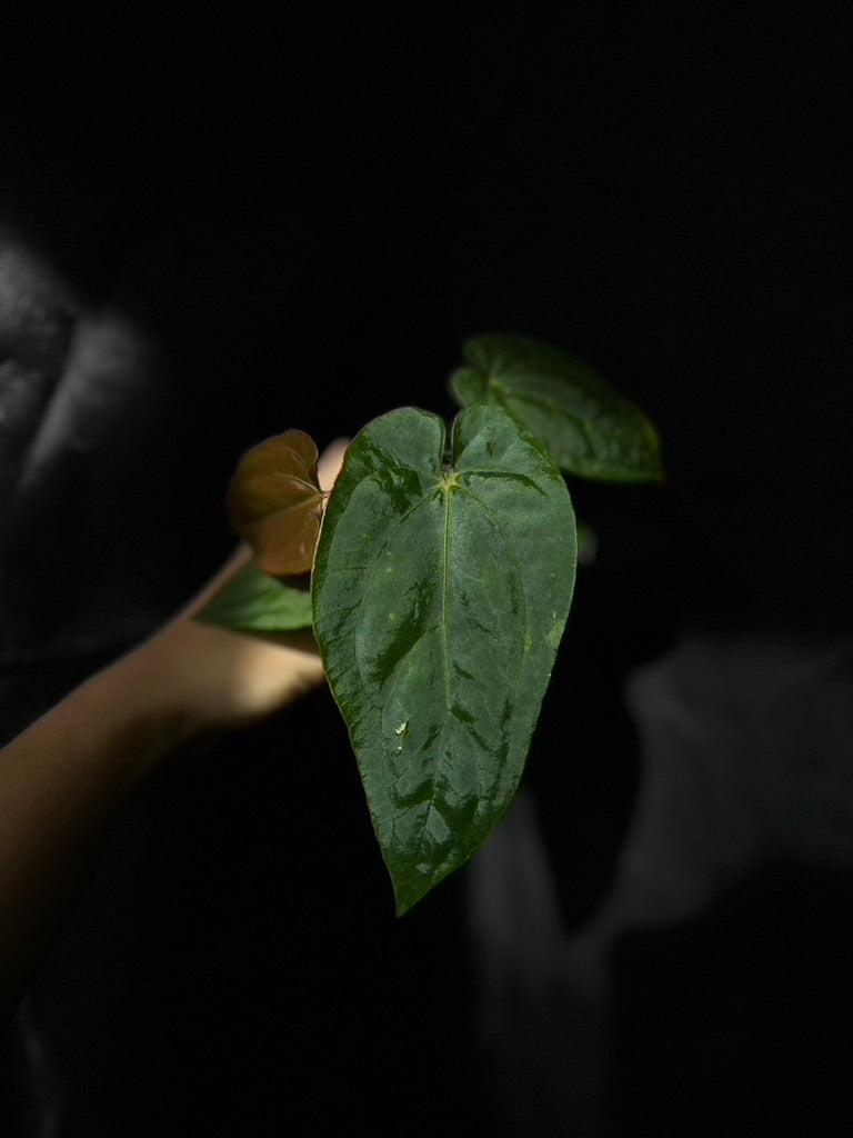 Anthurium dressleri x papillilaminum