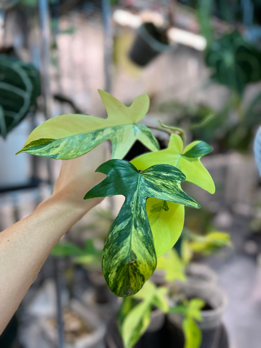 Philodendron florida beauty