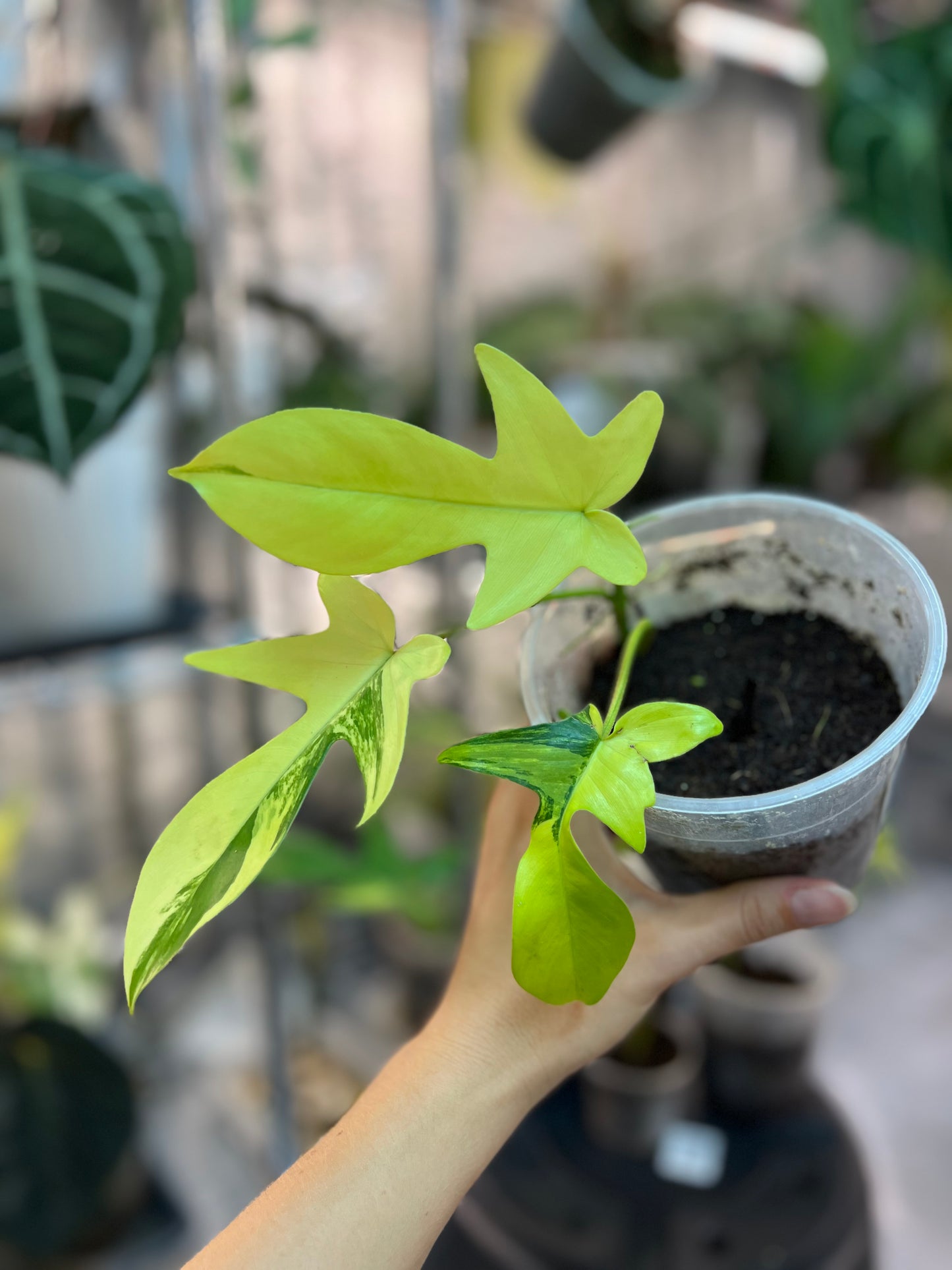 Philodendron florida beauty