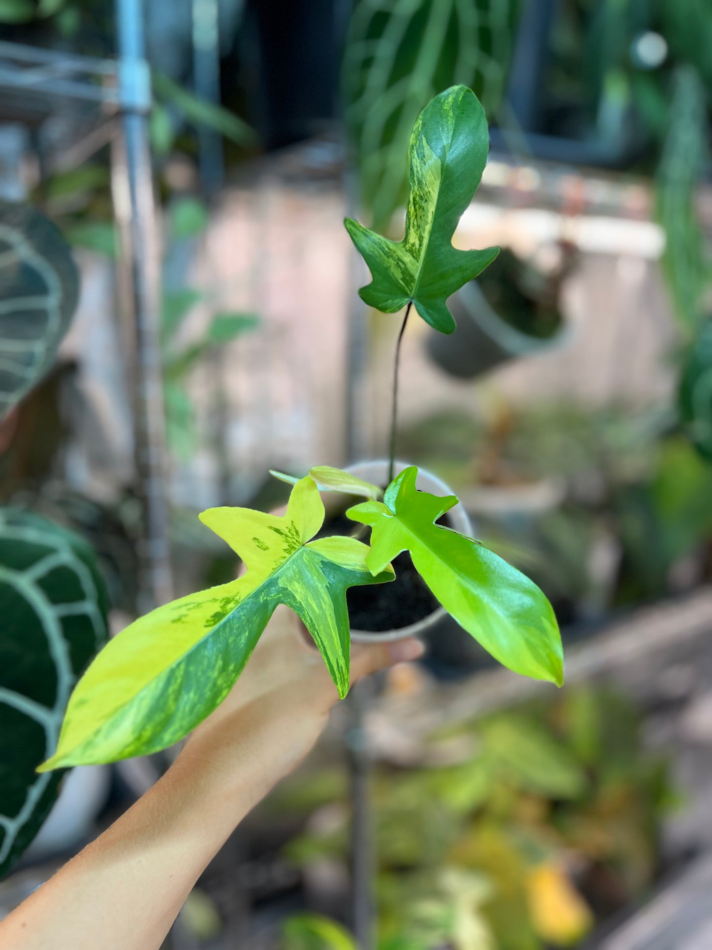 Philodendron florida beauty