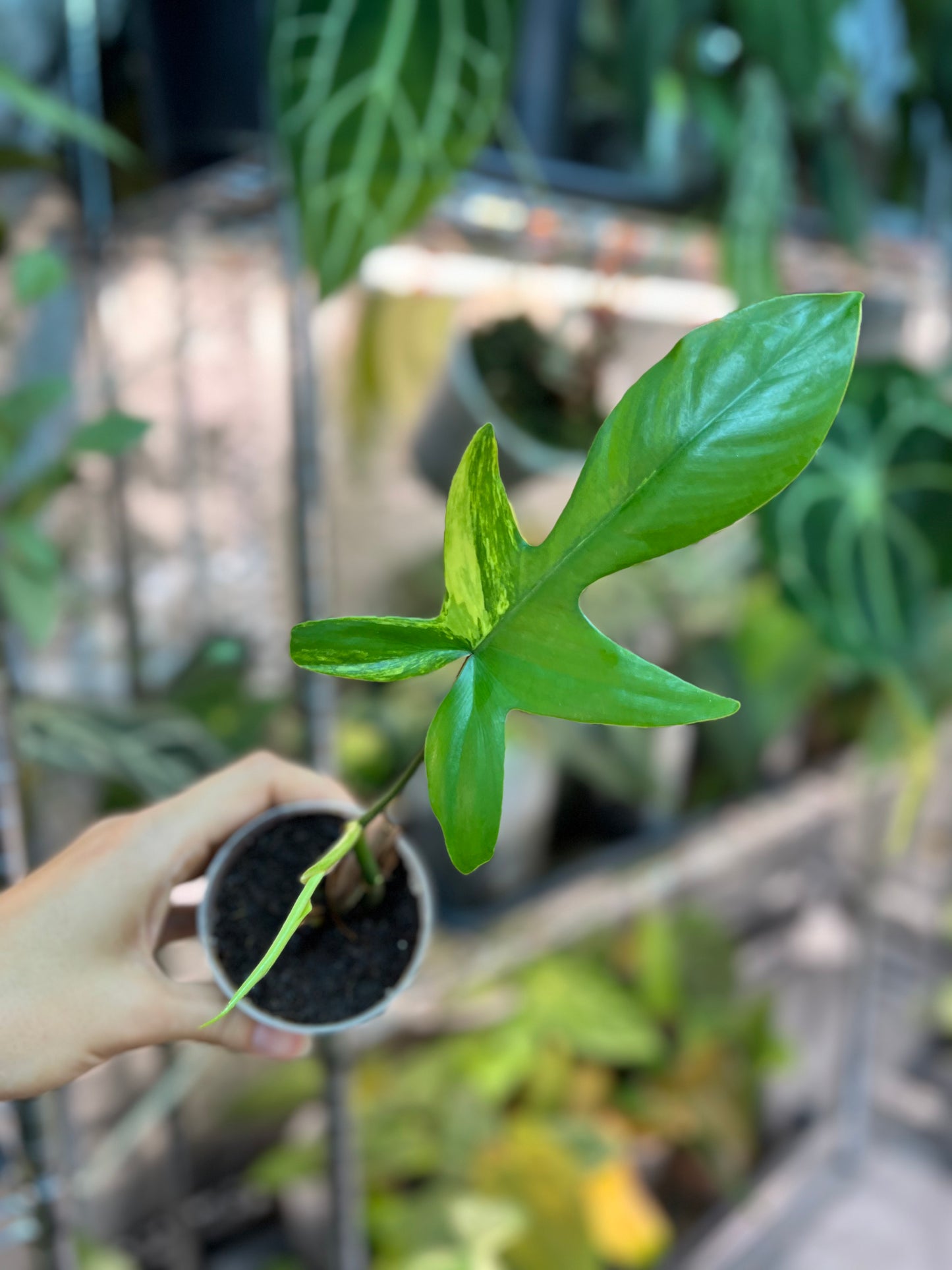 Philodendron florida beauty