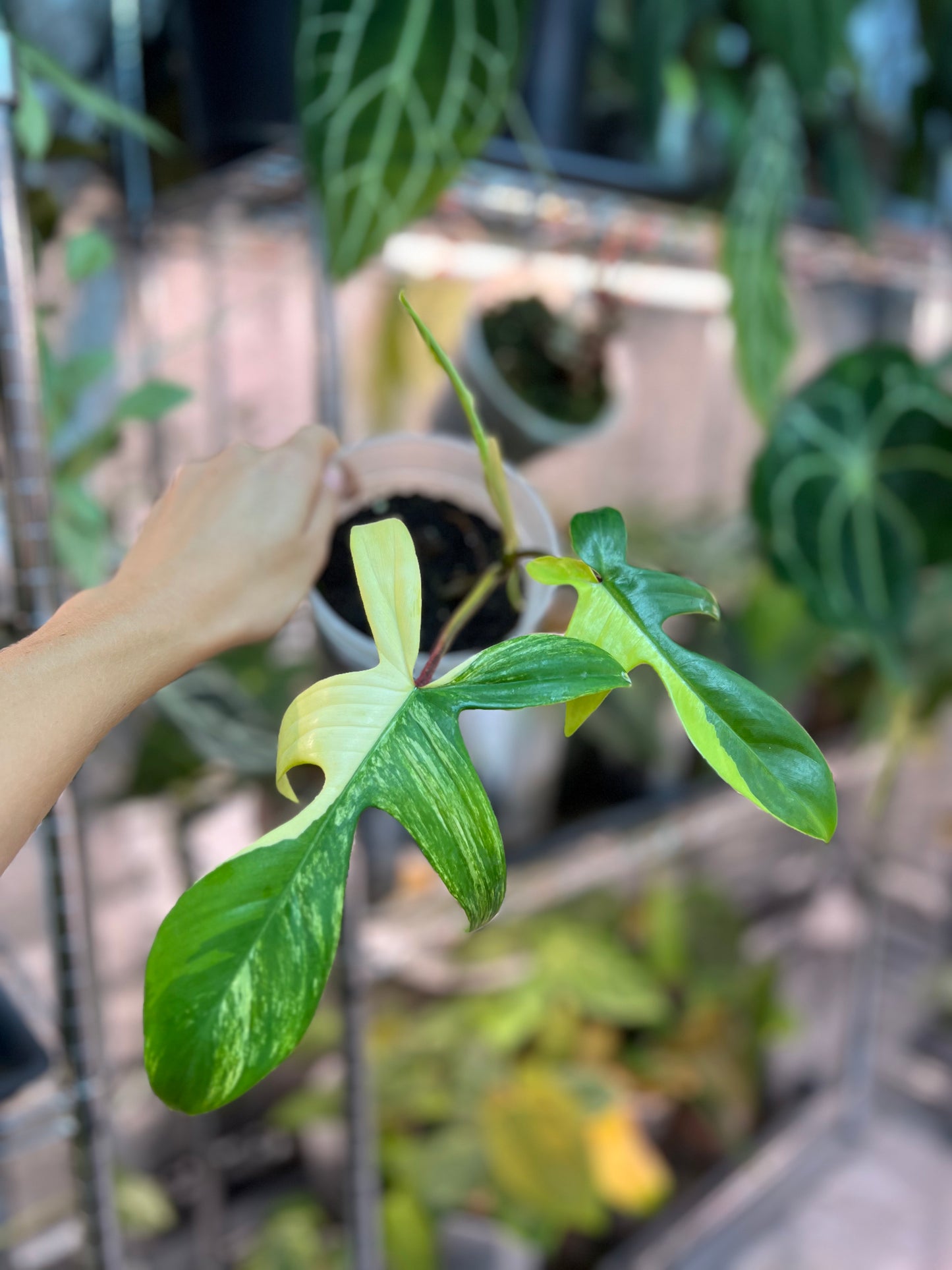 Philodendron florida beauty