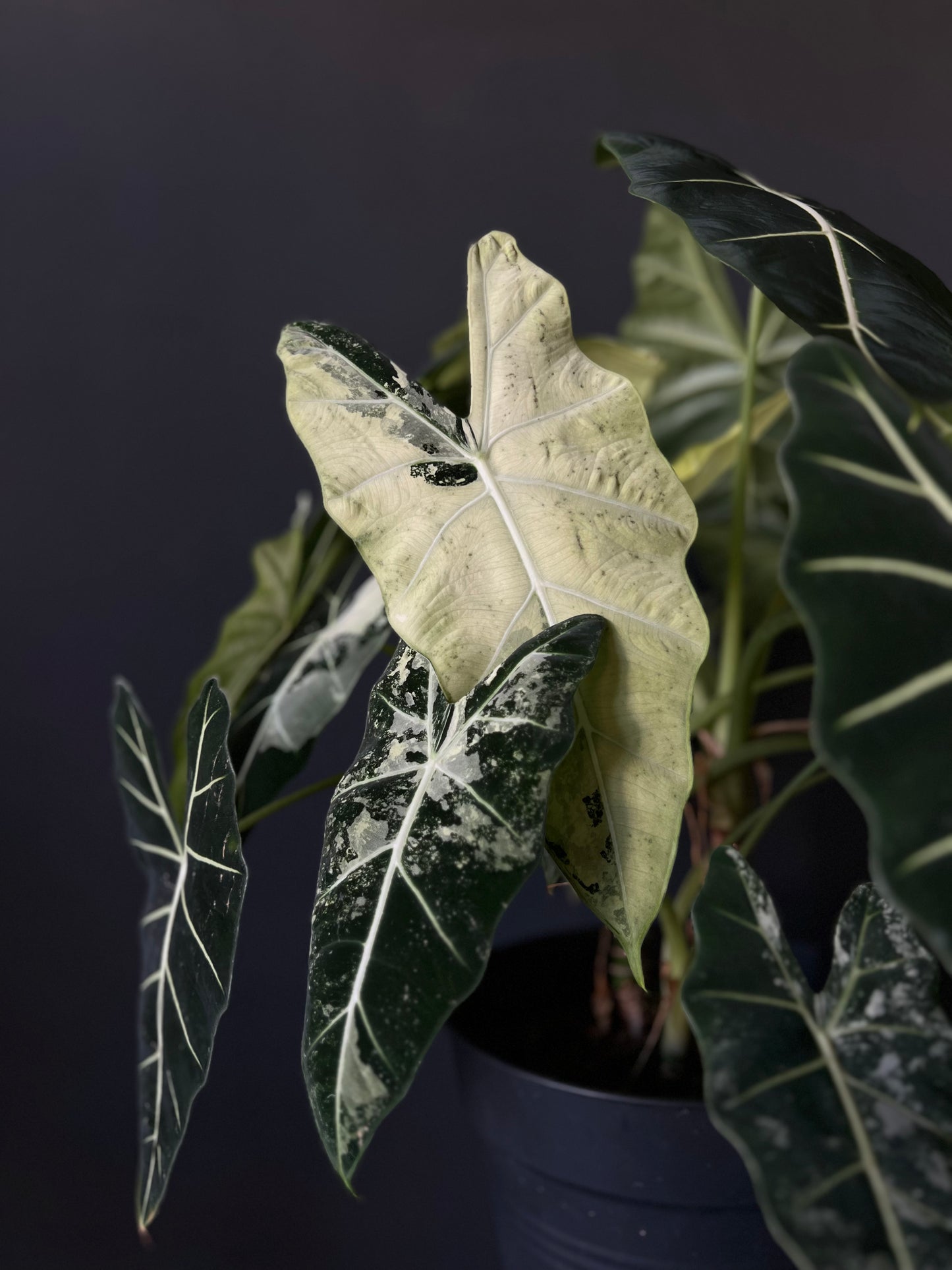 Alocasia Frydek (variegata)