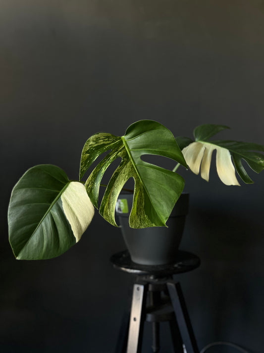 Monstera Mint - Taille L