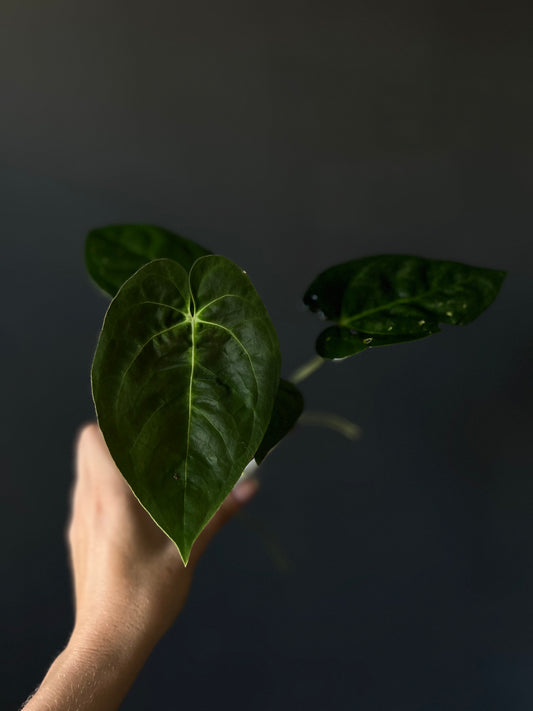 Anthurium Goliath / Darkest Panama