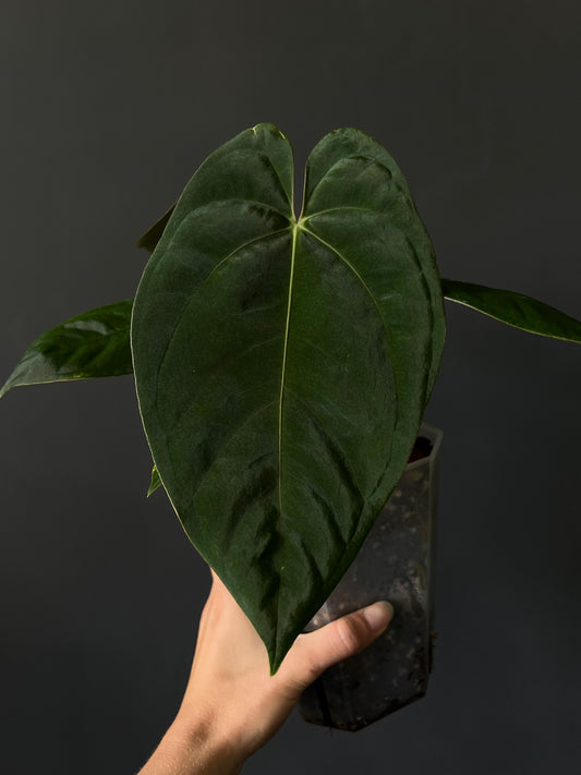 Anthurium Goliath / Darkest Panama - taille M