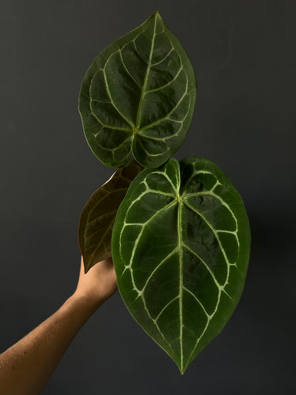 Anthurium NOID