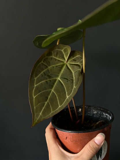 Anthurium NOID