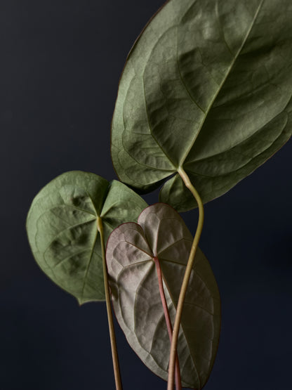 Anthurium NOID