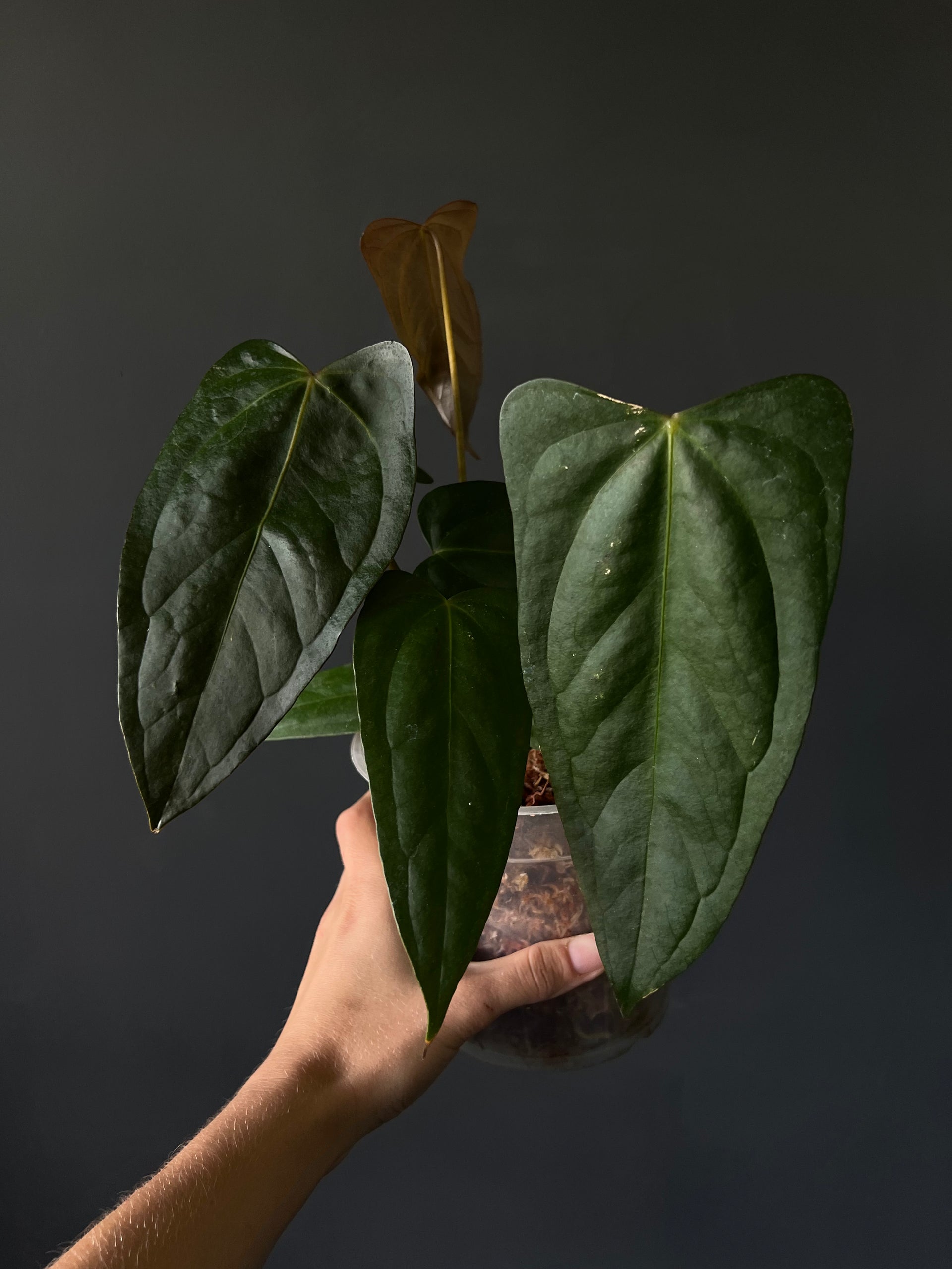 アンスリウム ポーティラエ （NSE）anthurium portillae - メルカリ