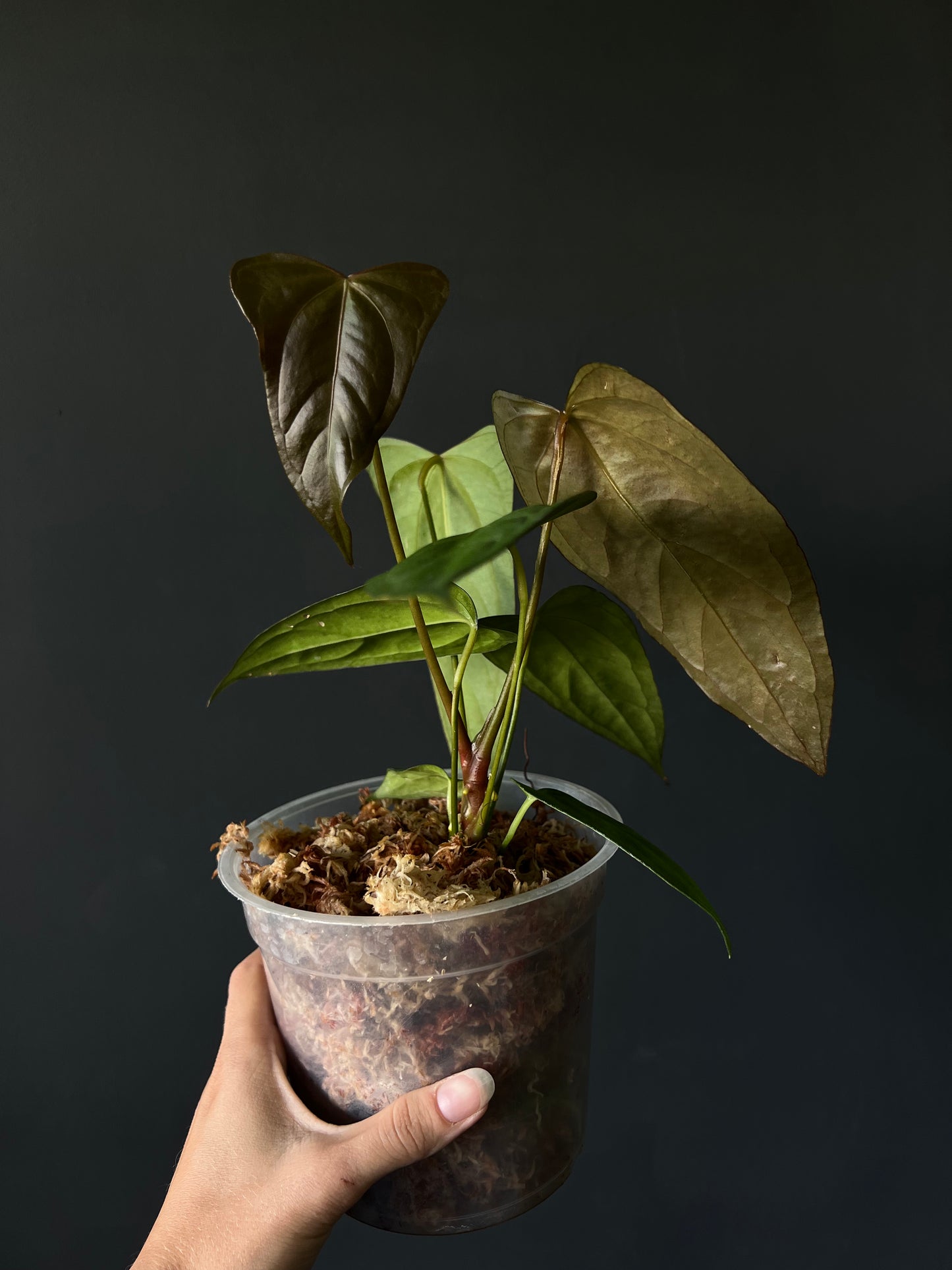 Anthurium Portillae