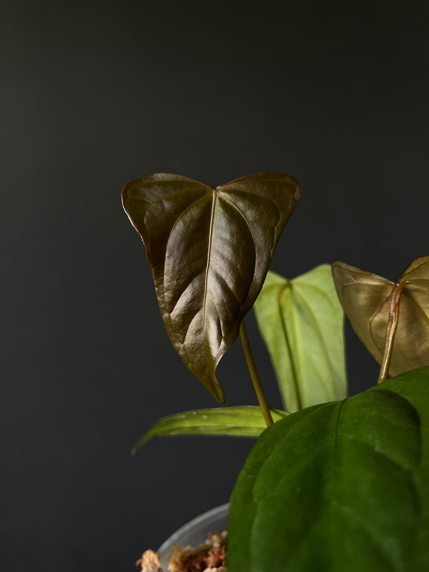 Anthurium Portillae