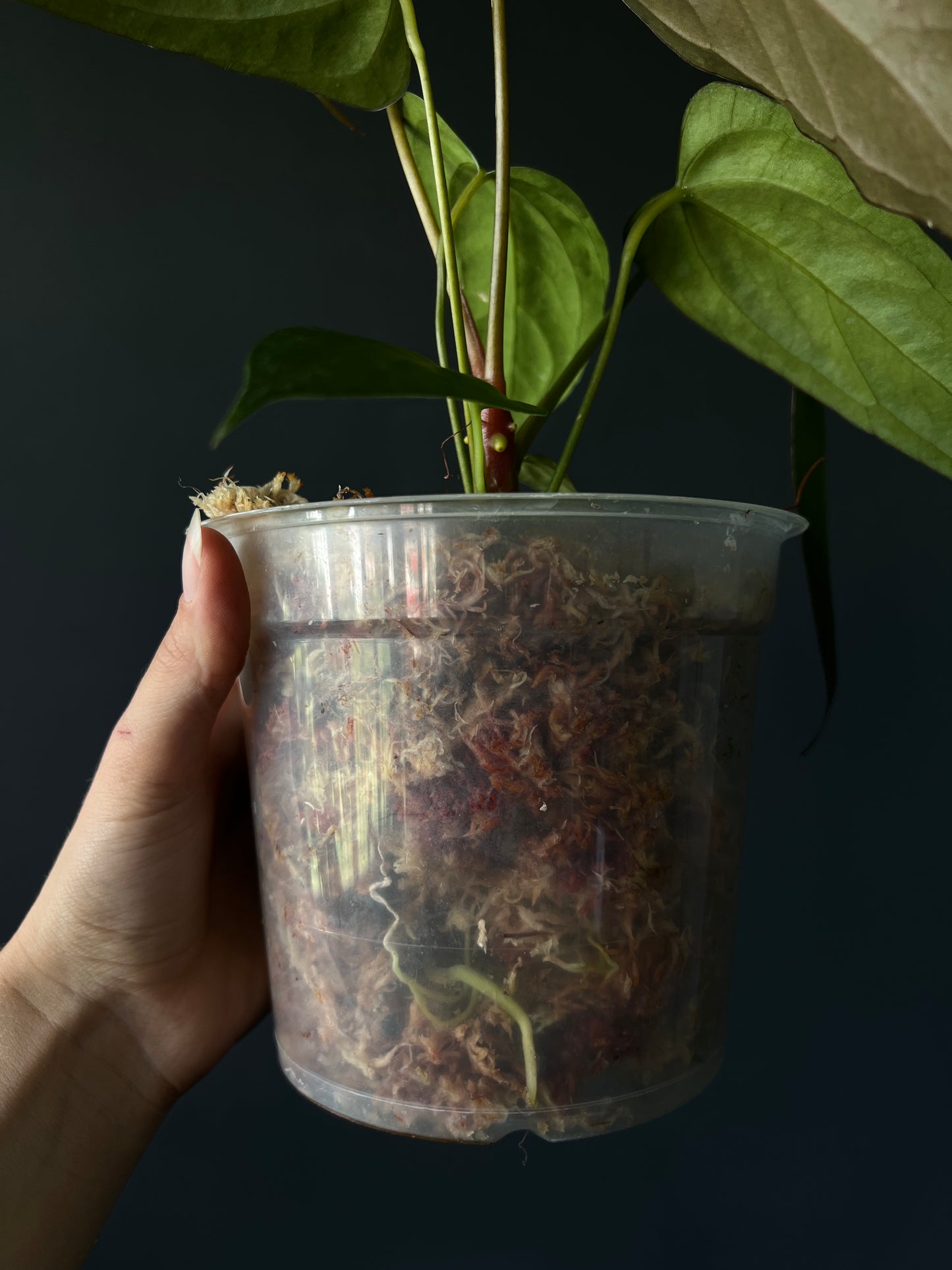 Anthurium Portillae