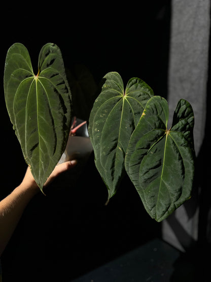 Anthurium Neptune