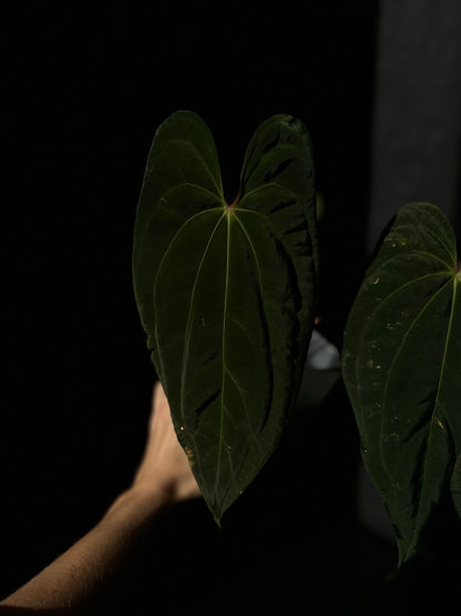 Anthurium Neptune