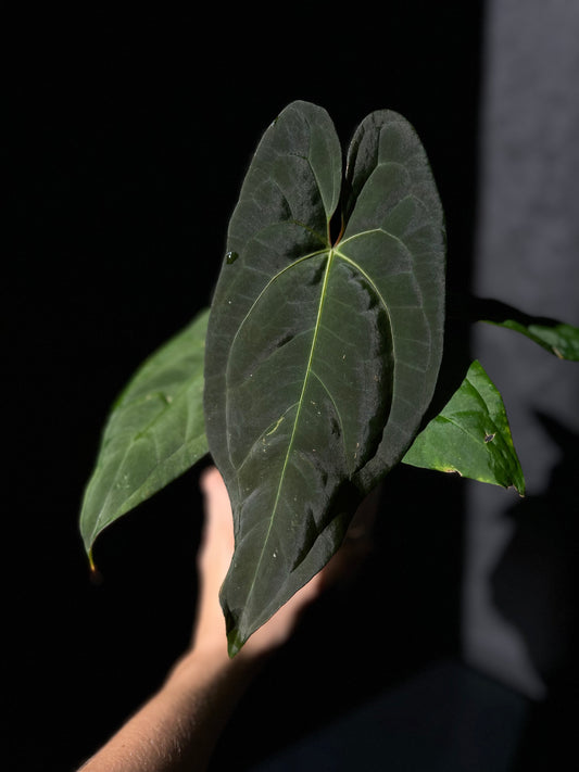 Anthurium 'Sherpa' ('Dark Phoenix' x 'Red Vein Dark Phoenix')