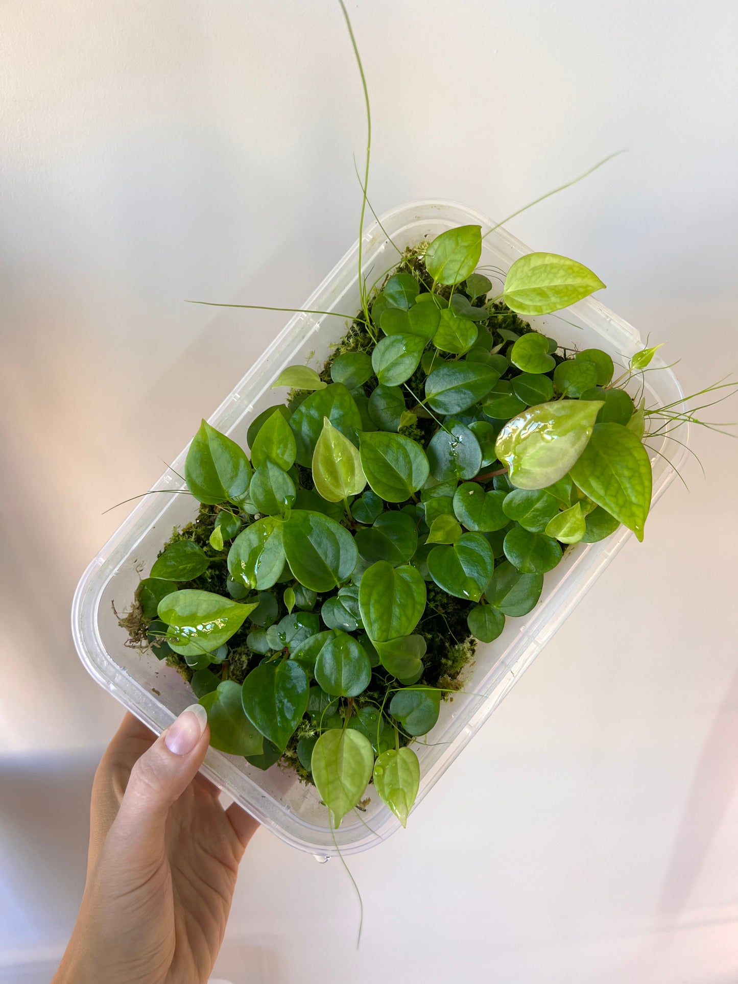 Seedling Anthurium Rhéa