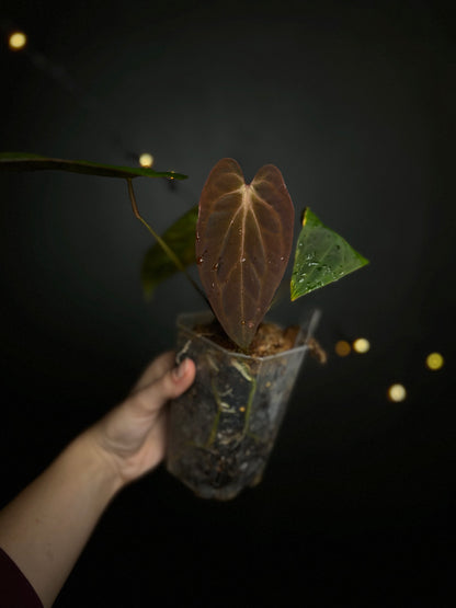 Anthurium DP x BVIT - clone