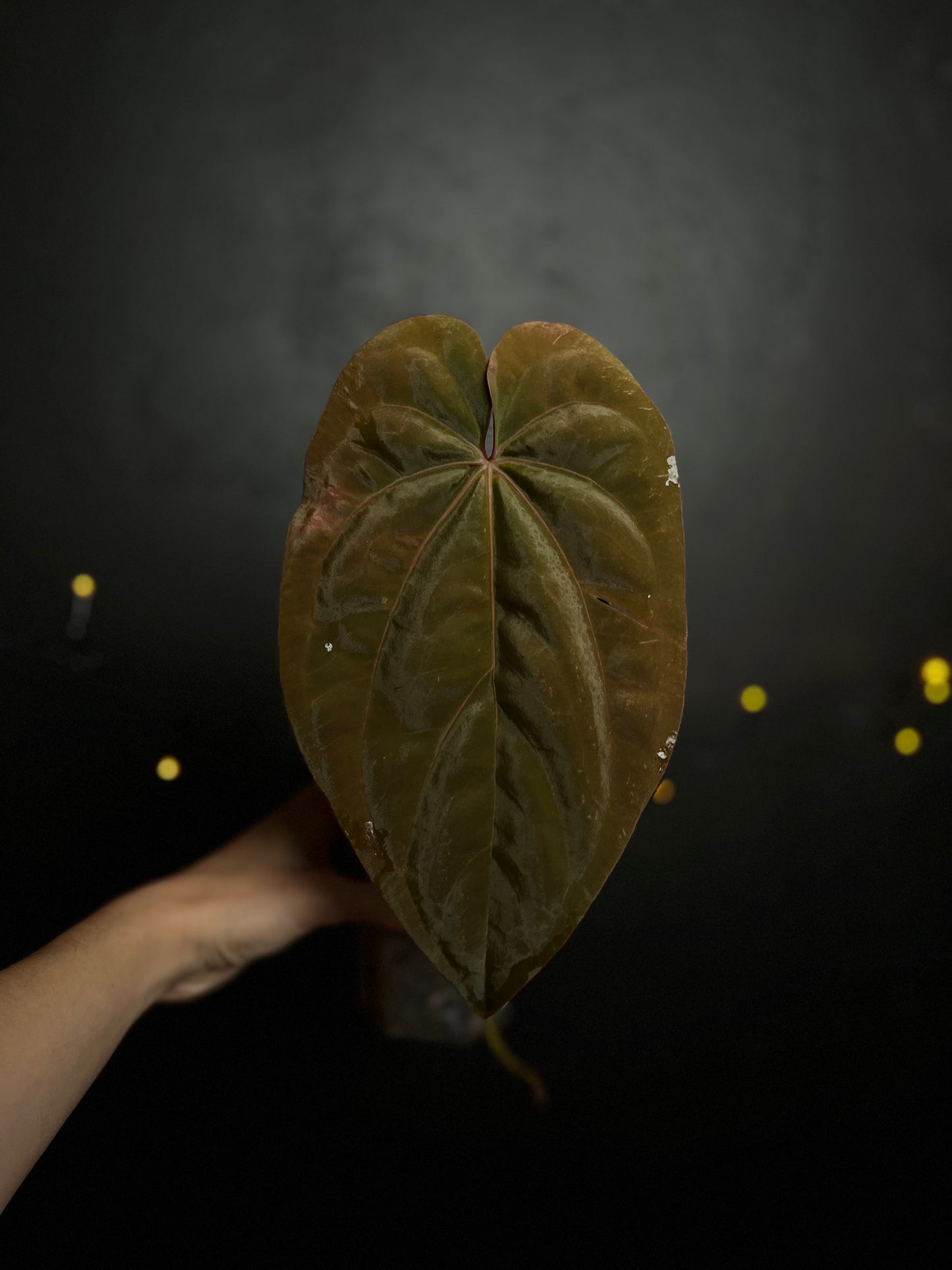 Anthurium dressleri x papillilaminum