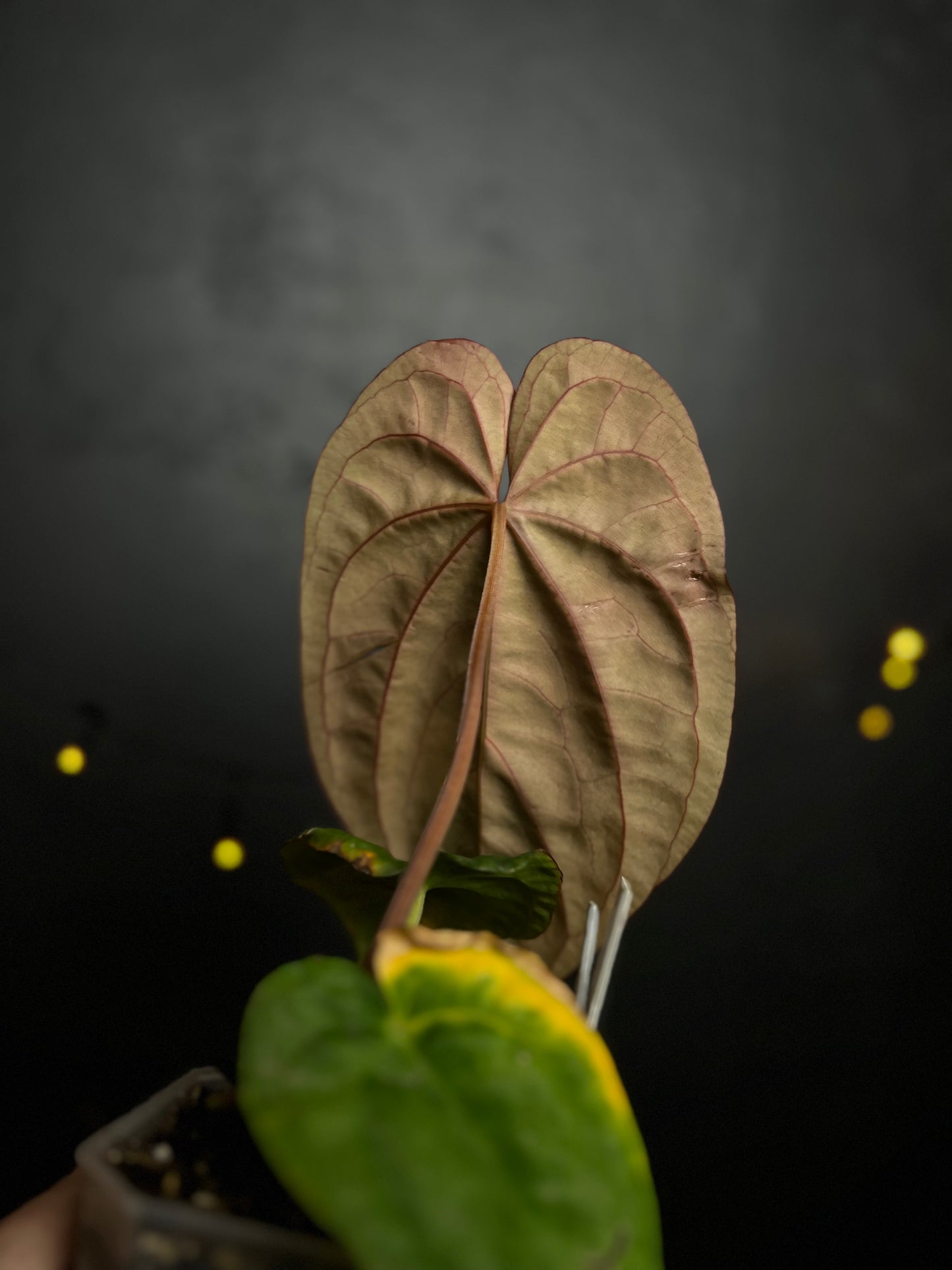 Anthurium dressleri x papillilaminum